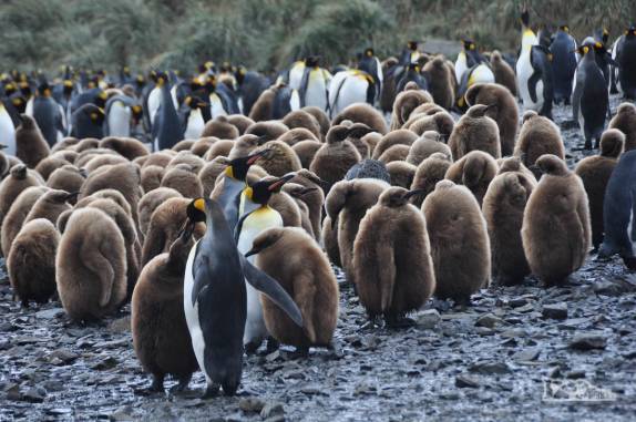 Filhotes de pinguim rei, ainda com as penas marrons, em Salisbury Plain, na Geórgia do Sul